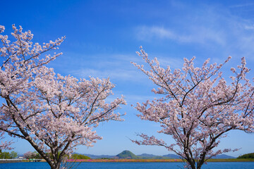 桜　山大寺池(香川県三木町)