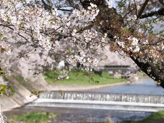 桜と川の流れ