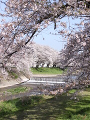 満開の桜と河川
