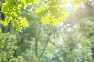 natural summer, green background with sun rays, fresh oak leaves in the park, blurred focus