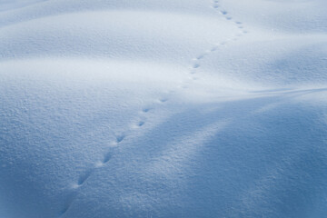 雪原のモコモコした凹凸
