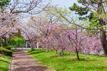 南芦屋浜ウォーターパークの桜風景　兵庫県芦屋市陽光町にて