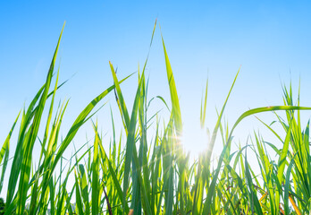 Obraz premium green grass and perfect sky
