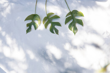 白いファブリック背景に置かれたモンステラの植物