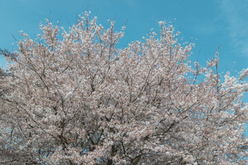 爽やかな空と満開のソメイヨシノ（鳥取県）