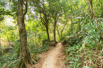 Pathway in a jungle in the North Easter region of India. Meghalaya.