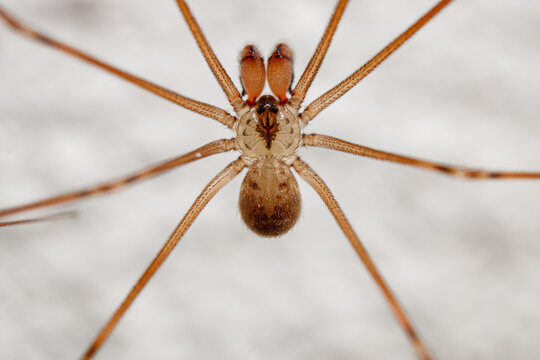 Ara&ntilde;a falsa violinista (Pholcidae)