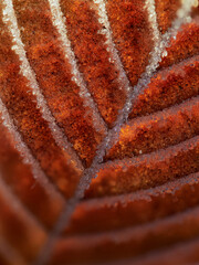 Ice crystals on a red leaf on a cold winter day