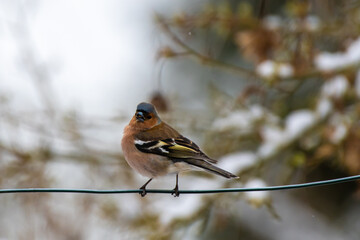chaffinch on a fence with snowy, bokeh background