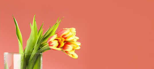 A bouquet of tulips as a gift for March 8, Mother's Day, Valentine's Day. Easter decor. Copy space. Banner