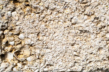 shell stone surface close up background texture