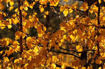 Autumn in the park: golden birch leaves in sunlight. Autumn scene on a sunny day in September. Yellow birch leaves during autumn foliage. Birch branches with yellow autumn leaves.