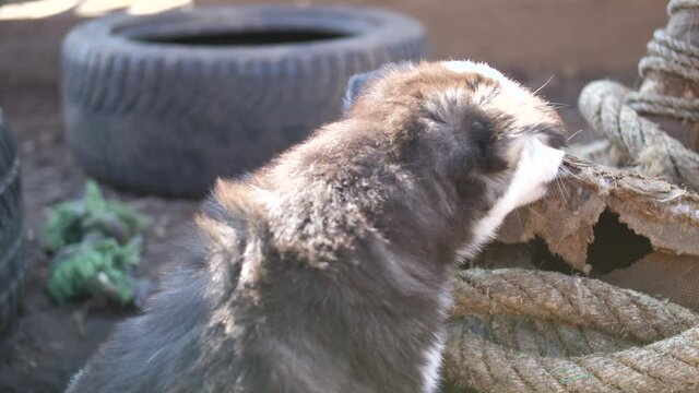 S&uuml;&szlig;er Husky Welpe knabbert bei&szlig;t Holz und ein Seil