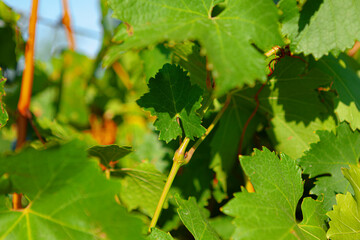 Grapes bush leaves in a vineyard close up