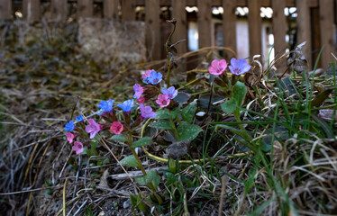Beautiful micro Veronica persica wildflowers, butterfly in the dreamy meadow. Delicate pink and blue colors pastel toned. Shallow depth macro background. Nature floral springtime.