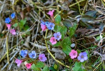 Beautiful micro Veronica persica wildflowers, butterfly in the dreamy meadow. Delicate pink and blue colors pastel toned. Shallow depth macro background. Nature floral springtime.