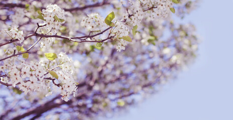 Fototapeta premium Blossoms in full bloom starting out the spring season 