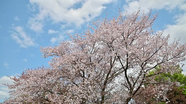空を見上げる桜　ソメイヨシノ