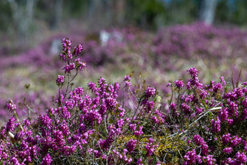 Schneeheide -  (Erica carnea)  in der Ramsau bei Hainfeld