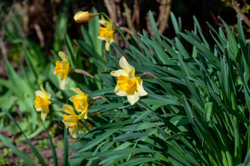 Beautiful delicate, single yellow petal daffodil flower. Narcissus flowers. Closeup of yellow blooming daffodils against blurred green background.