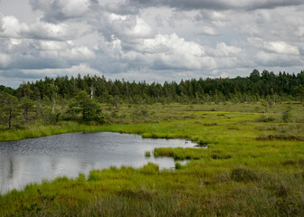 Fototapeta na wymiar landscape from swamp, sunny summer day with bog vegetation, trees, mosses and ponds, cloudy sky