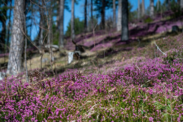Schneeheide -  (Erica carnea)  in der Ramsau bei Hainfeld