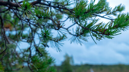 Obraz na płótnie Canvas wet pine needles, rain drops fallen into needles, blurred background, rainy weather