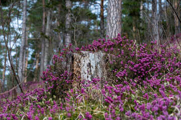 Schneeheide -  (Erica carnea)  in der Ramsau bei Hainfeld