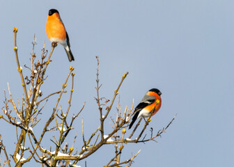 tree branch with birds, blue sky, red breast (Pyrrhula pyrrhula)