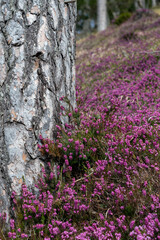 Schneeheide -  (Erica carnea)  in der Ramsau bei Hainfeld