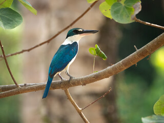 Juvenile Collared kingfisher the bright blue and white bird with large beaks perched on branch over blur green background, Todiramphus chloris