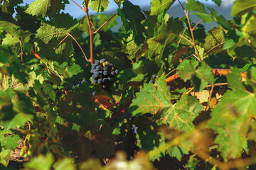 Rows of grapes growing in a vineyard