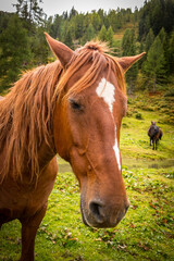 horses on alpine pastures, alps, austria, gastein
