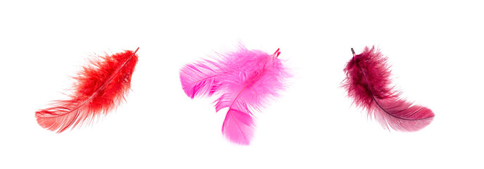 Bright pink bird feathers set isolated on white background.