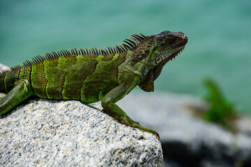 Green Iguana, also known as Common or American iguana, on nature background.