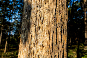 Texture of Teak tree in the forest.