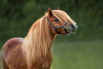 Portrait of beautiful miniature shetland breed pony in summer - 425975642