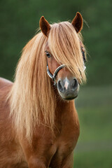 Portrait of beautiful miniature shetland breed pony in summer