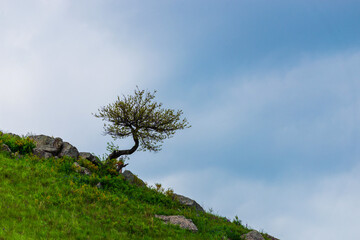 Obraz premium Lonely tree on the slope of hill or mountain at beautiful landscape