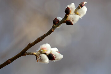 Fototapeta premium Pussy willow on the branch, delicate catkins in spring forest. Palm Sunday symbol, blooming verba for Easter background