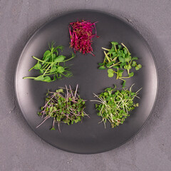 Sprouts on a gray plate on a gray background. Microgreens, radishes, mustard, arugula, peas,...