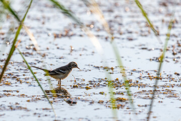 Young white wagtail or Motacilla alba in a water of lake. Close up of a young common songbird with long tail and black and white feather