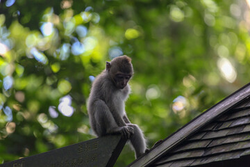 monkey on a house