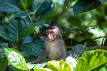 monkey in the jungle