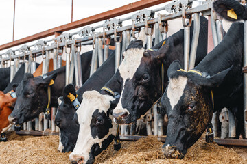 Cows standing in a stall and eating hay