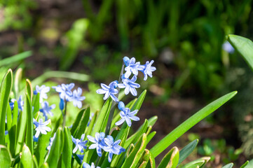 Purple Hyacinth Flower by sunshine. Close-Up Of Purple Flowering Plants in Spring Sunbeam.