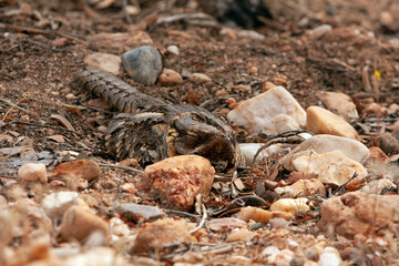Red-necked nightjar female brooding eggs in stony ground taking advantage of its mimetic plumage
