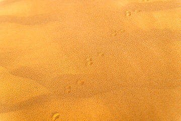 Pattern of golden sand on a beach in the summer with chain of tracks. The textured surface of sand on the beach after a strong wind in the form of waves close up.