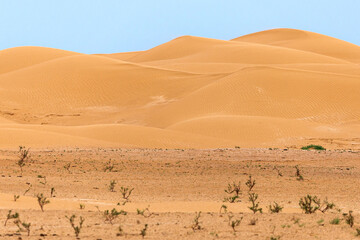 Fototapeta na wymiar Bend of the ridge of a sand dune in the desert