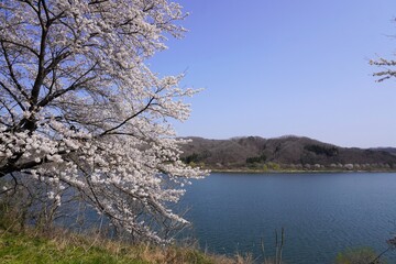 Fototapeta na wymiar 満開の桜と湖の風景、宮城県みちのく公園釜房湖/Cherry blossoms bloom by the lake in Japan